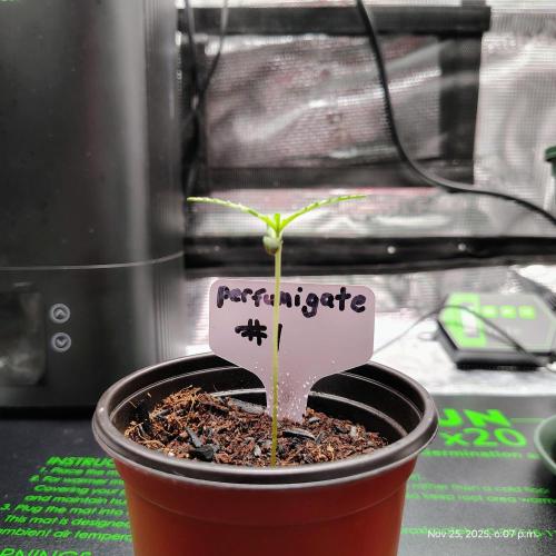 Perfumigate #1. Week 1