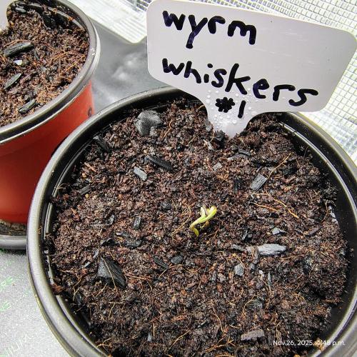 Wyrm Whiskers #1. Week 0