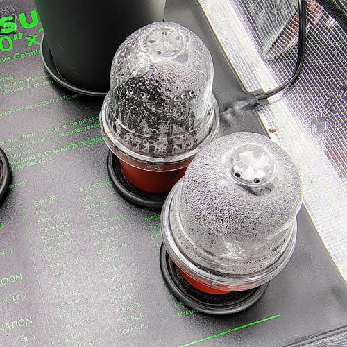 Wyrm Whiskers #1. Week 0