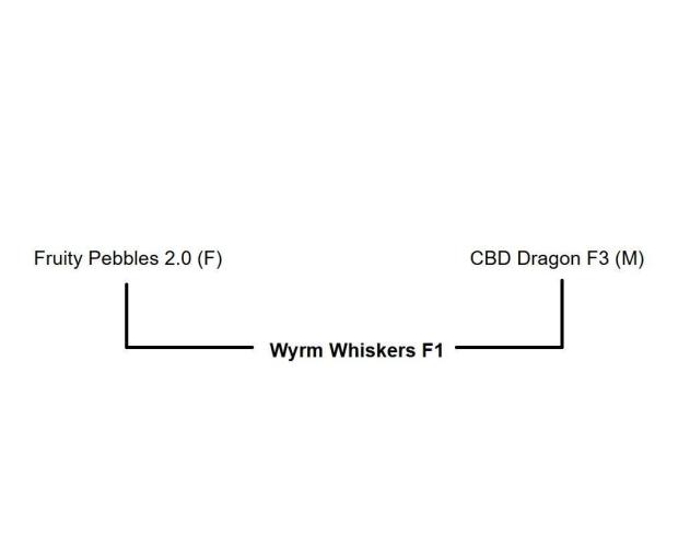Wyrm Whiskers #1. Week 0