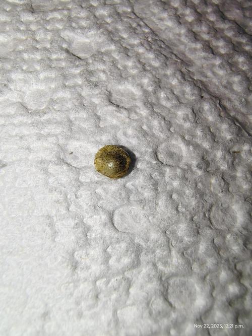 Wyrm Whiskers #2. Week 0