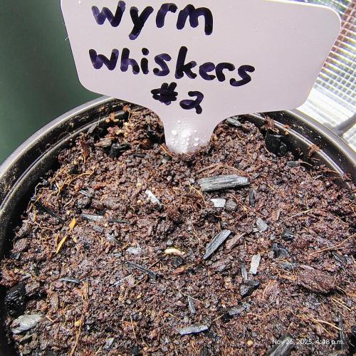 Wyrm Whiskers #2. Week 0