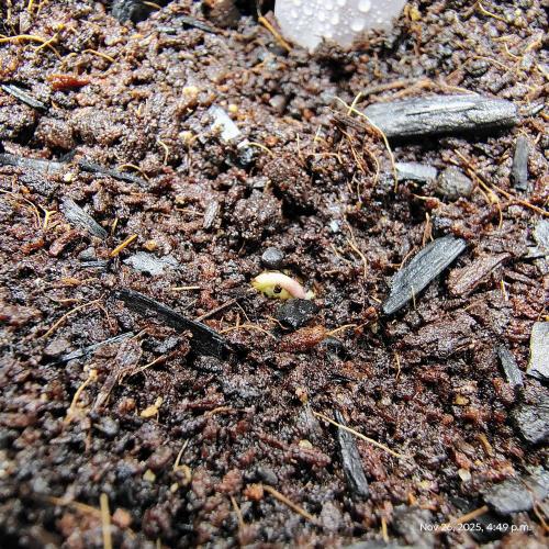 Wyrm Whiskers #2. Week 0