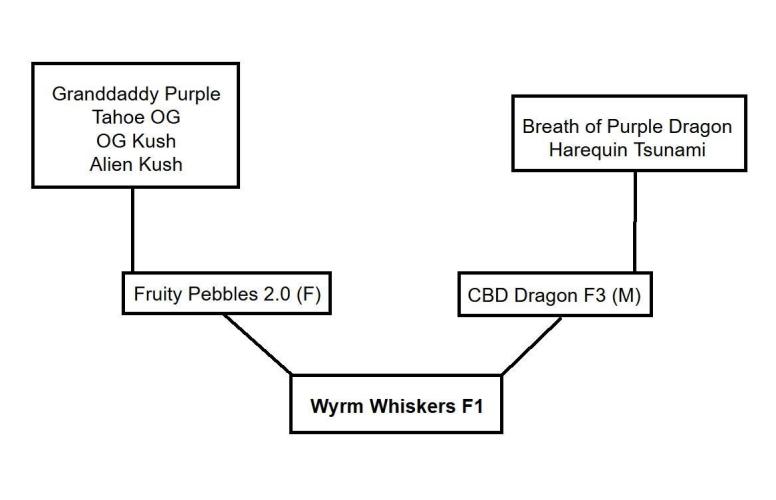 Wyrm Whiskers #1. Week 0