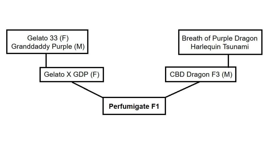 Perfumigate #1. Week 0