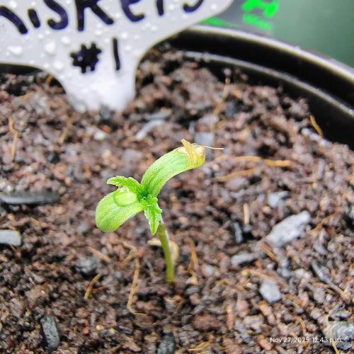 Wyrm Whiskers #1. Week 0