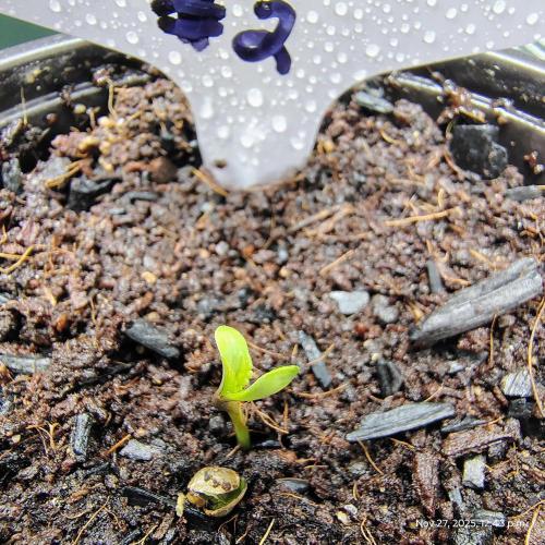 Wyrm Whiskers #2. Week 0