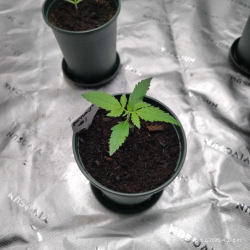 Perfumigate #1. Week 2