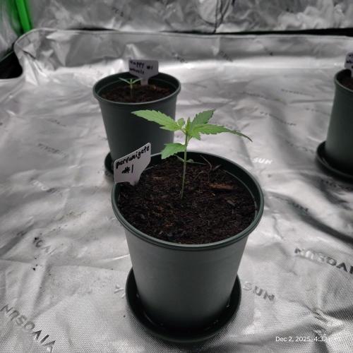 Perfumigate #1. Week 2