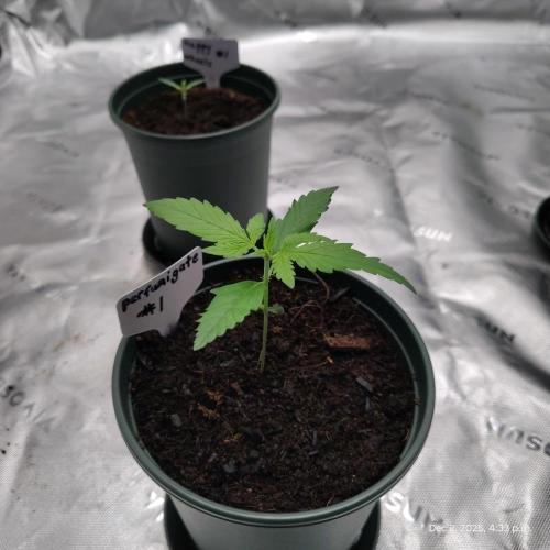 Perfumigate #1. Week 2