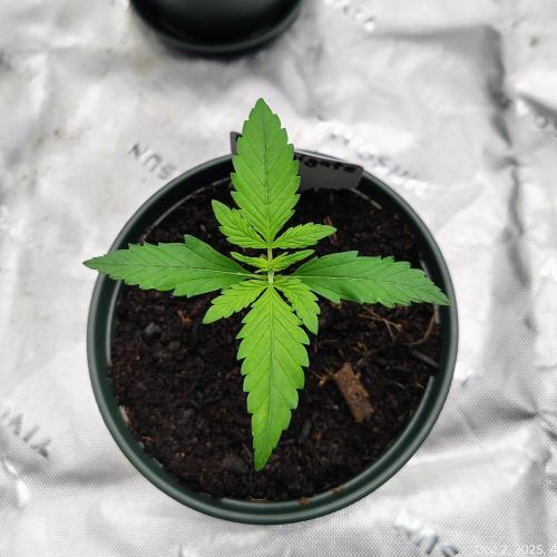 Perfumigate #1. Week 2