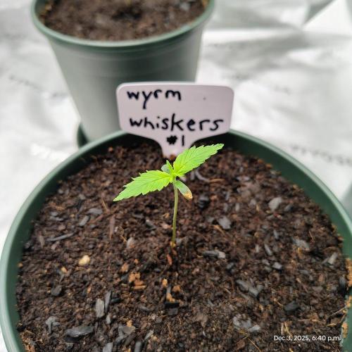 Wyrm Whiskers #1. Week 1