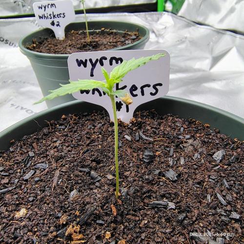 Wyrm Whiskers #1. Week 1