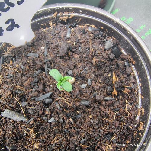 Wyrm Whiskers #2. Week 0