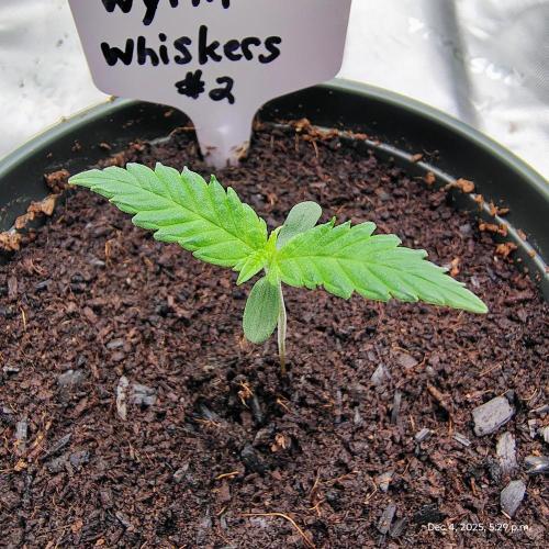 Wyrm Whiskers #2. Week 1