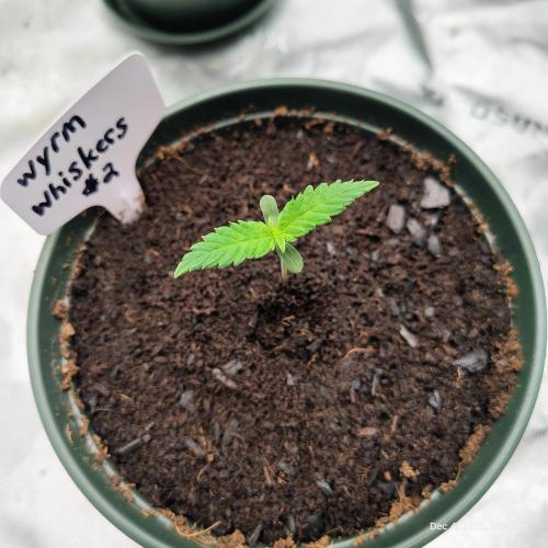 Wyrm Whiskers #2. Week 1