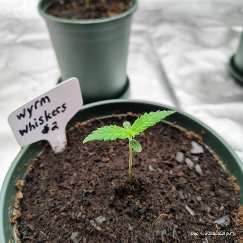 Wyrm Whiskers #2. Week 1