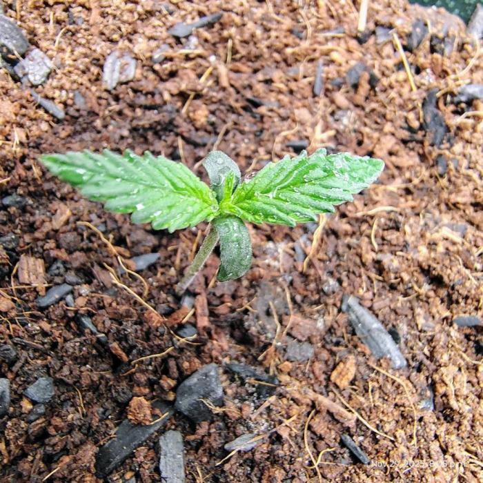 Happy Wheels #1. Week 1