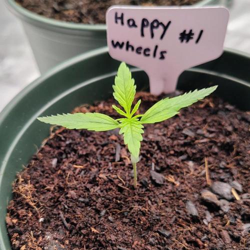 Happy Wheels #1. Week 2