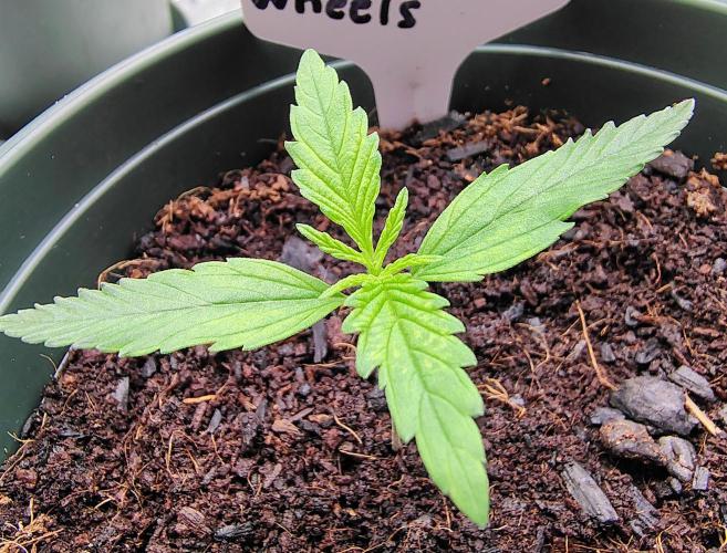 Happy Wheels #1. Week 2