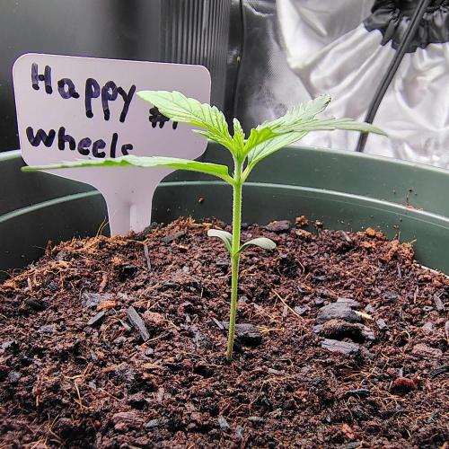 Happy Wheels #1. Week 2