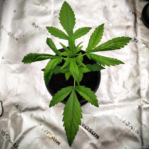 Perfumigate #1. Week 3