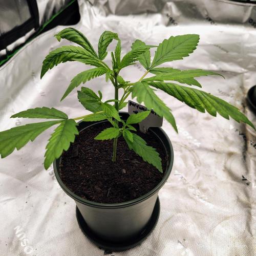 Perfumigate #1. Week 3