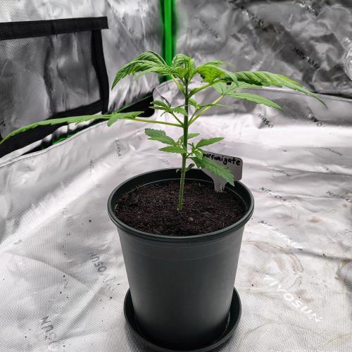 Perfumigate #1. Week 3