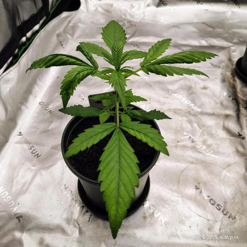 Perfumigate #1. Week 3