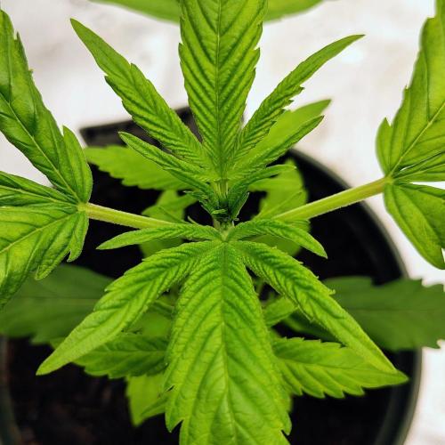 Perfumigate #1. Week 3