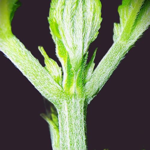 Perfumigate #1. Week 3