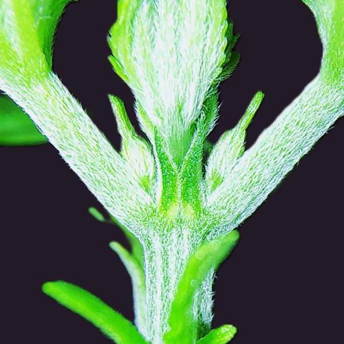 Perfumigate #1. Week 3