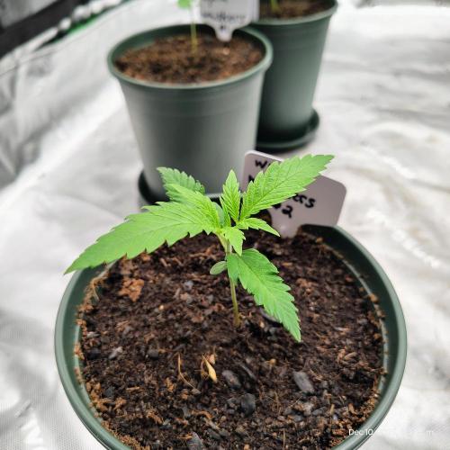 Wyrm Whiskers #2. Week 2