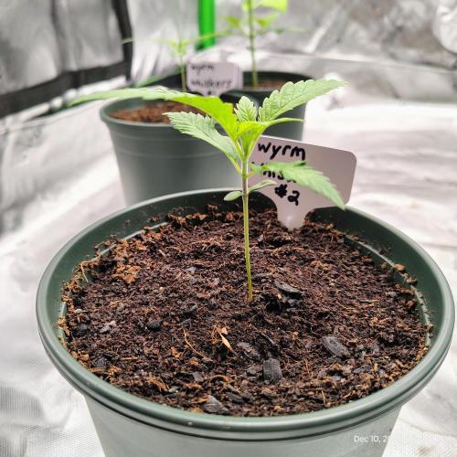 Wyrm Whiskers #2. Week 2