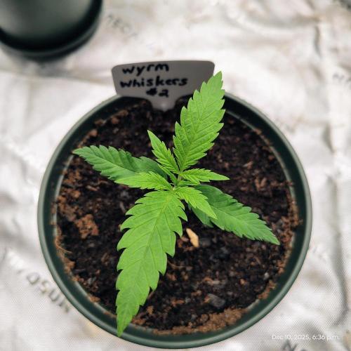 Wyrm Whiskers #2. Week 2