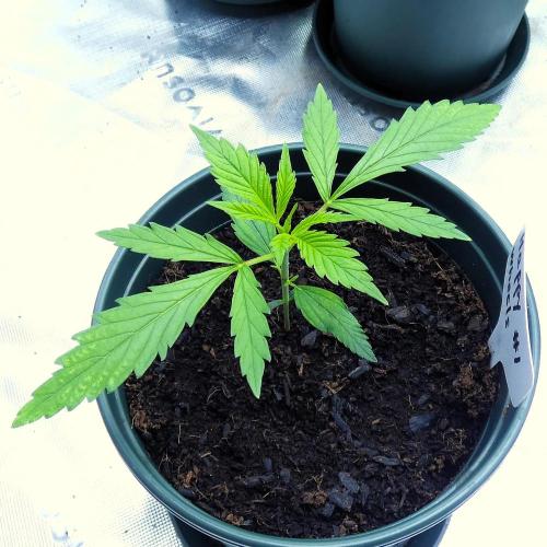 Happy Wheels #1 (F1 Test seed). Week 3