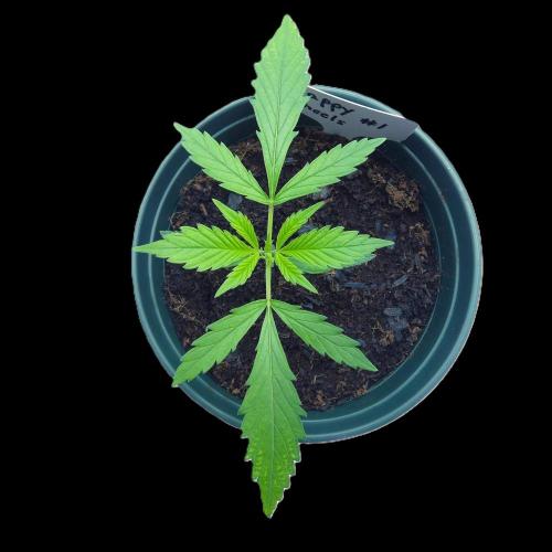 Happy Wheels #1 (F1 Test seed). Week 3