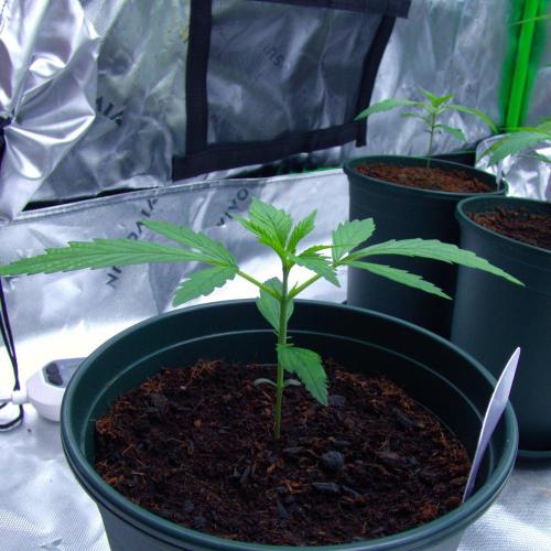 Happy Wheels #1 (F1 Test seed). Week 3