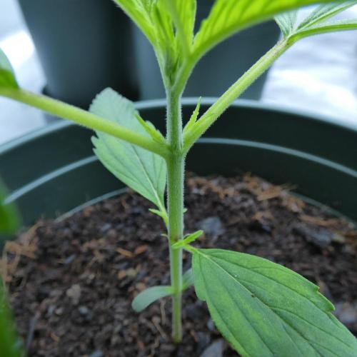 Happy Wheels #1 (F1 Test seed). Week 3