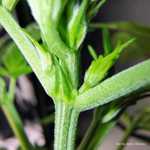 male (chopped) Perfumigate F1 Test seed. Week 4