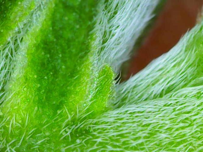 male (chopped) Perfumigate F1 Test seed. Week 4