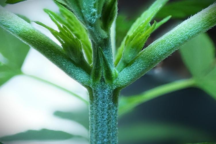 male (chopped) Perfumigate F1 Test seed. Week 4