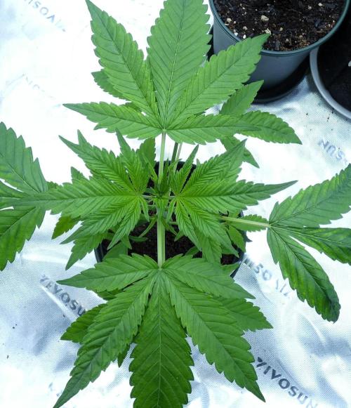 male (chopped) Perfumigate F1 Test seed. Week 4