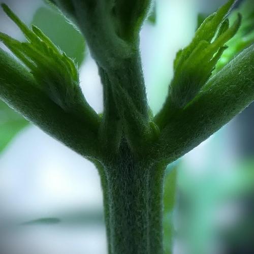 male (chopped) Perfumigate F1 Test seed. Week 4