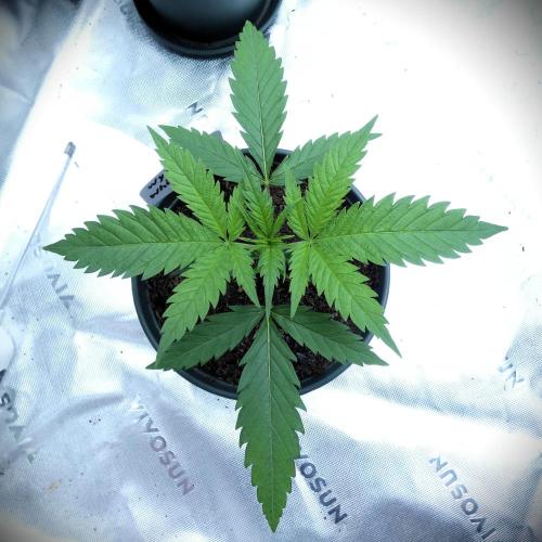 Wyrm Whiskers #2 (F1 Test seed). Week 3