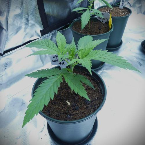 Wyrm Whiskers #2 (F1 Test seed). Week 3