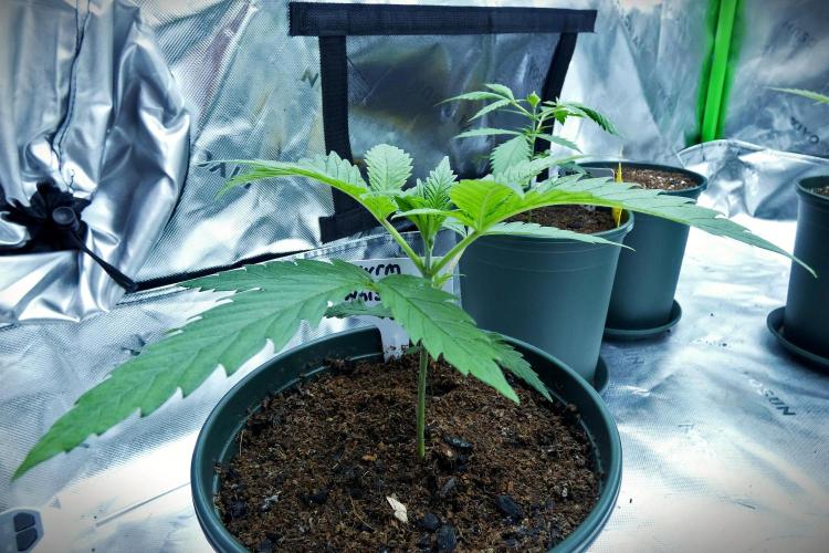 Wyrm Whiskers #2 (F1 Test seed). Week 3