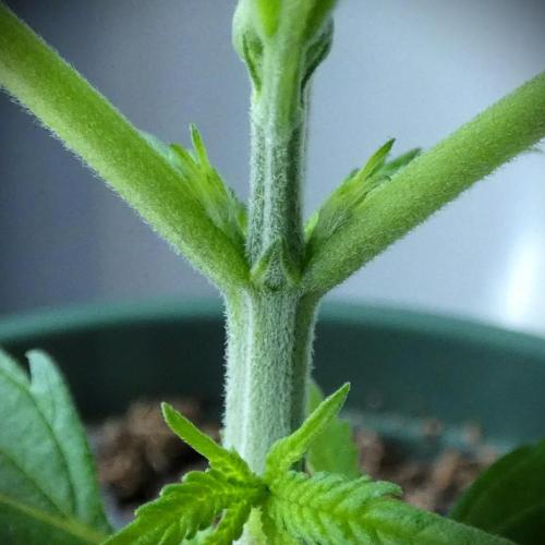 Wyrm Whiskers #2 (F1 Test seed). Week 3