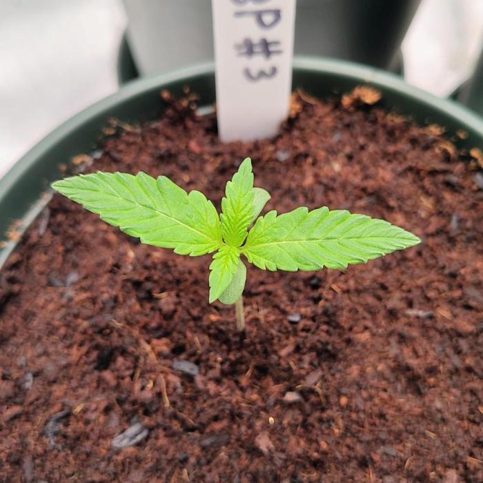 Backseat Preacher - 7 East Genetics. Week 1