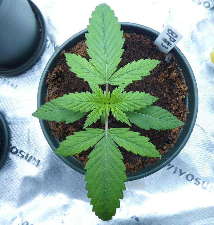 Backseat Preacher - 7 East Genetics. Week 2